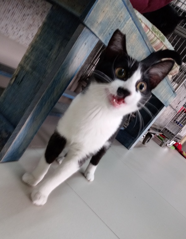 #PraCegoVer: Fotografia do gato Oreo, ele tem as cores branco e preto, seus olhos são amarelo, está olhando fixadamente para a câmera, muito feliz!